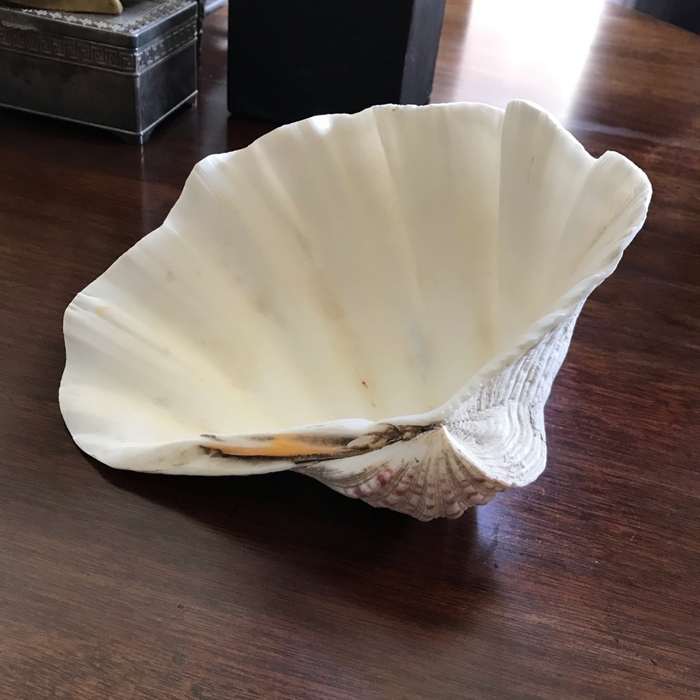 Natural Large Ruffled Clam Shell